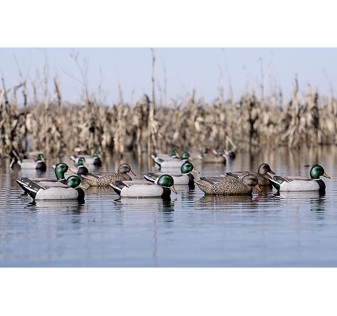 BANDED Кряква