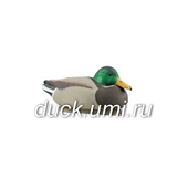Кряква селезень 70003