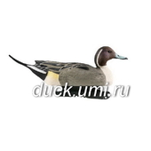 GREENHEAD GAER Шилохвость